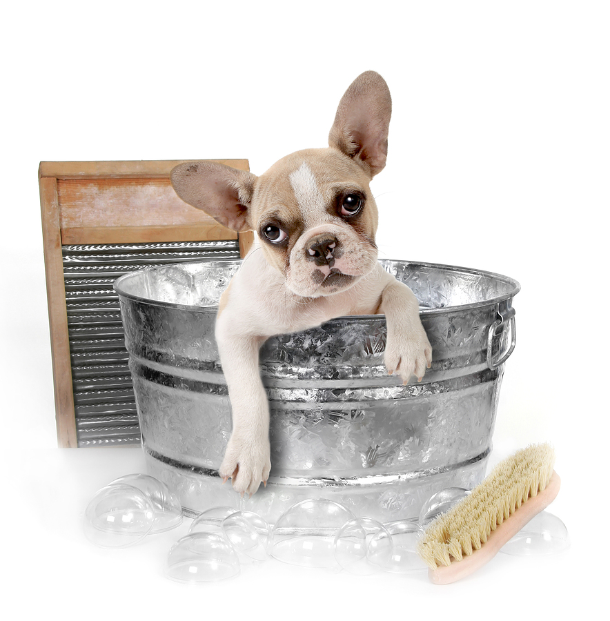 Dog in Tub